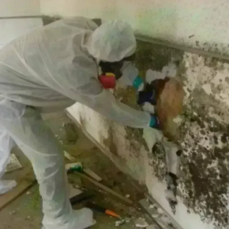 Mold Remediation and Removal in Walthourville, GA